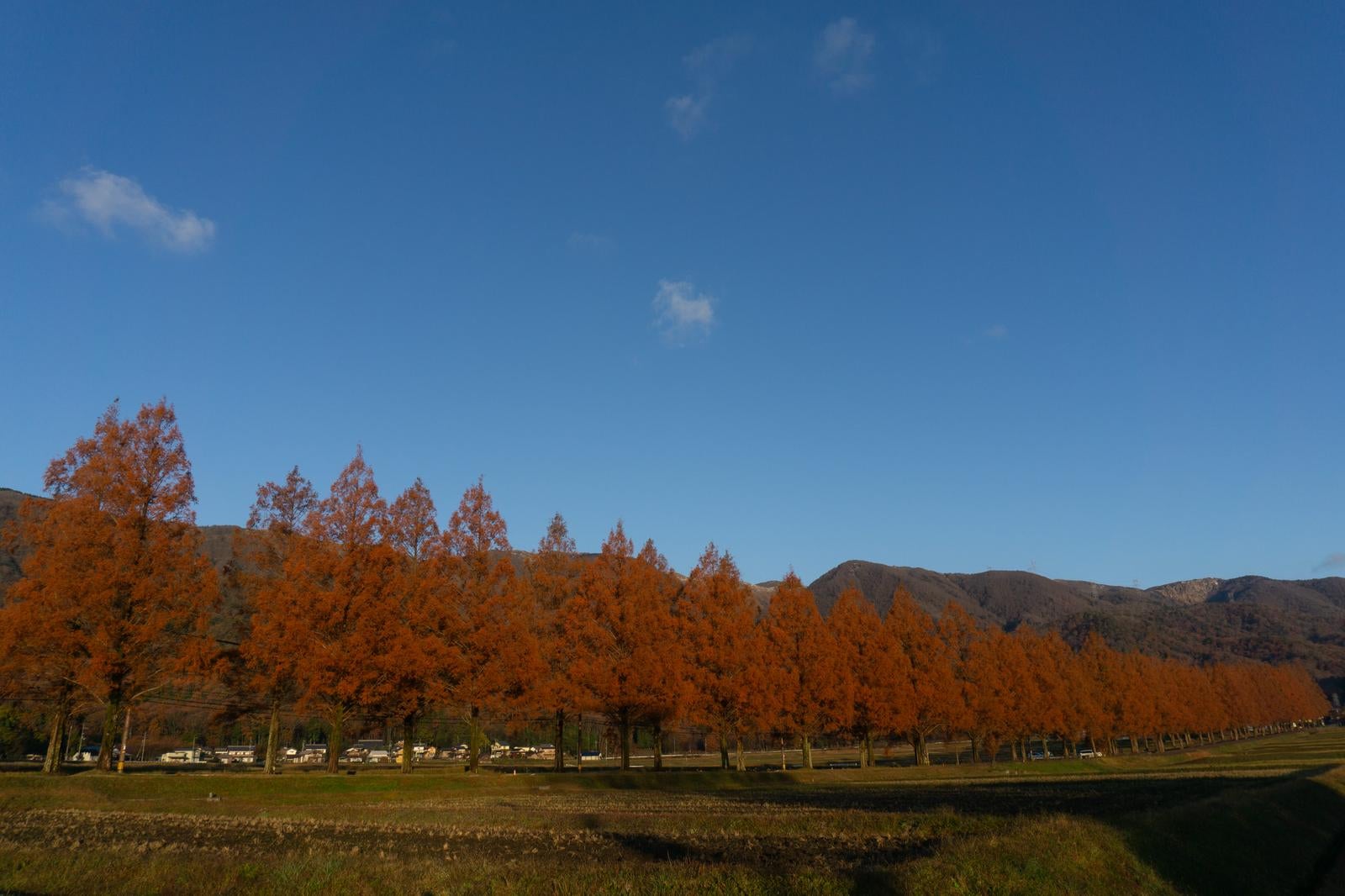 「山里に映える紅葉のメタセコイア並木道」の写真