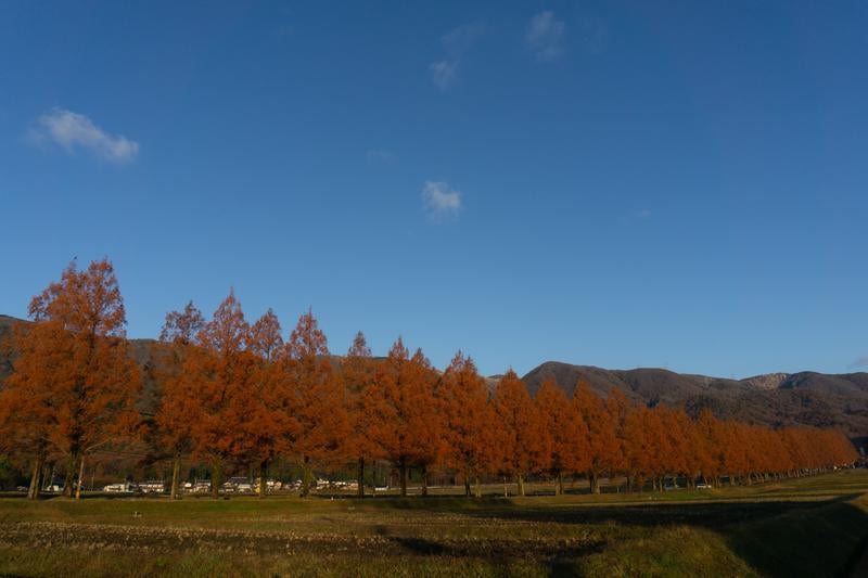 山里に映える紅葉のメタセコイア並木道の写真