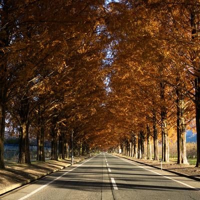 木漏れ日と紅葉が導くマキノメタセコイア並木の写真