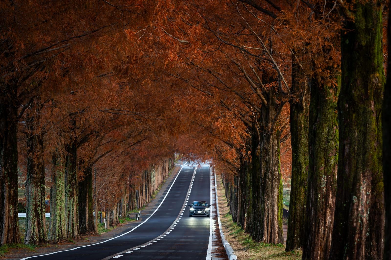 「早朝のまだ陽が届かないメタセコイア並木をライトを点灯して通過する車」の写真