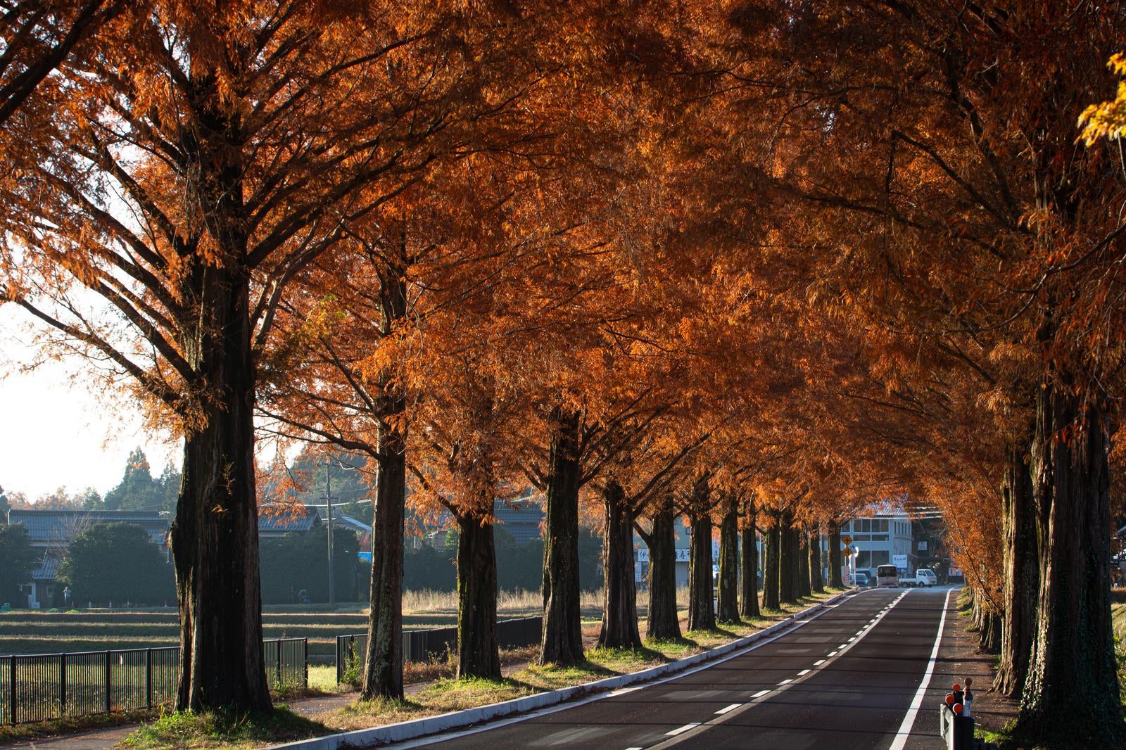 「木々が描くメタセコイア並木の紅葉アーチ」の写真