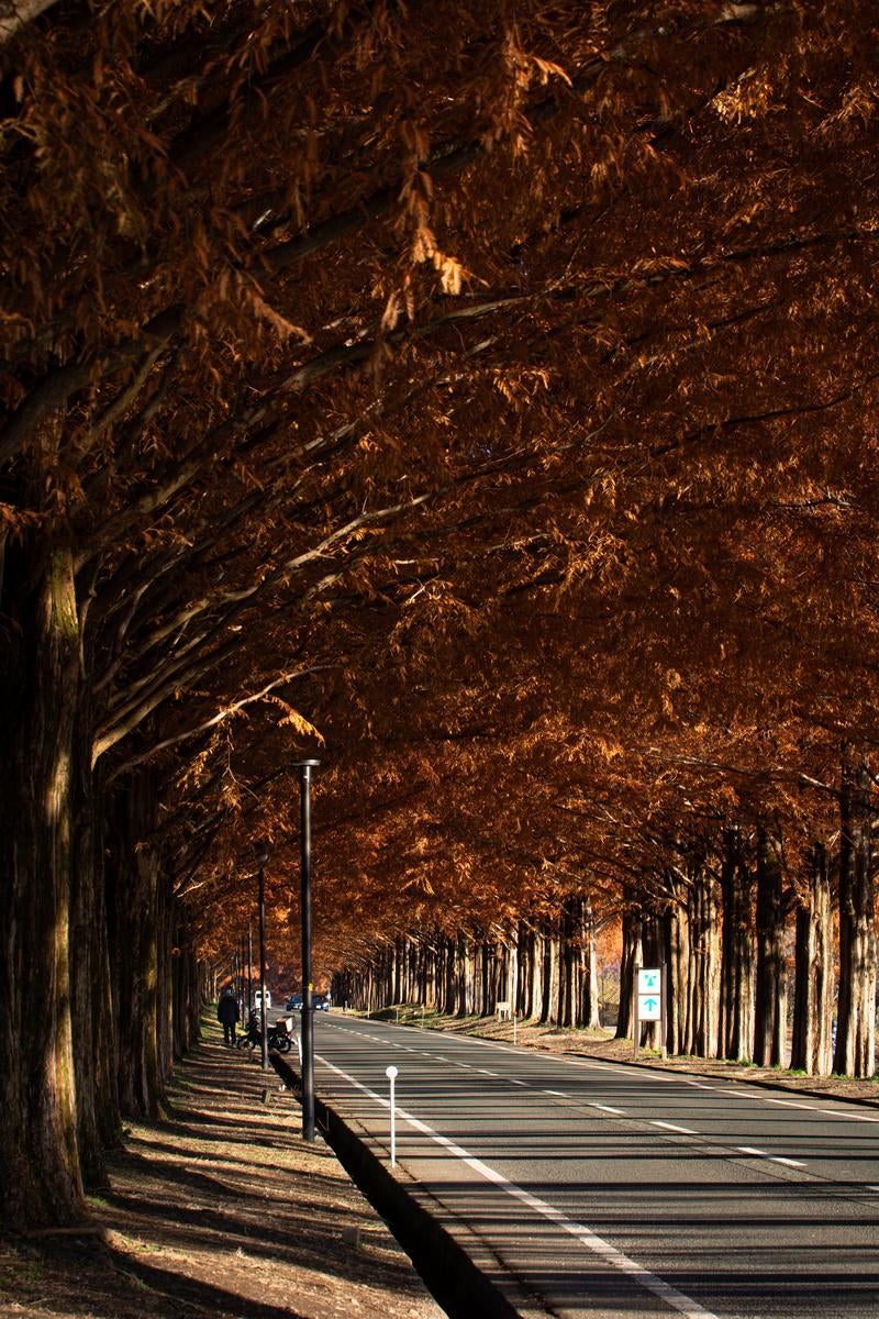 「光と影が織りなす紅葉のマキノメタセコイア並木」の写真