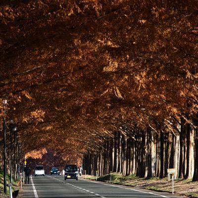 車が行き交うマキノメタセコイア並木道の写真