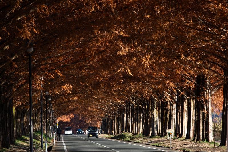 車が行き交うマキノメタセコイア並木道の写真