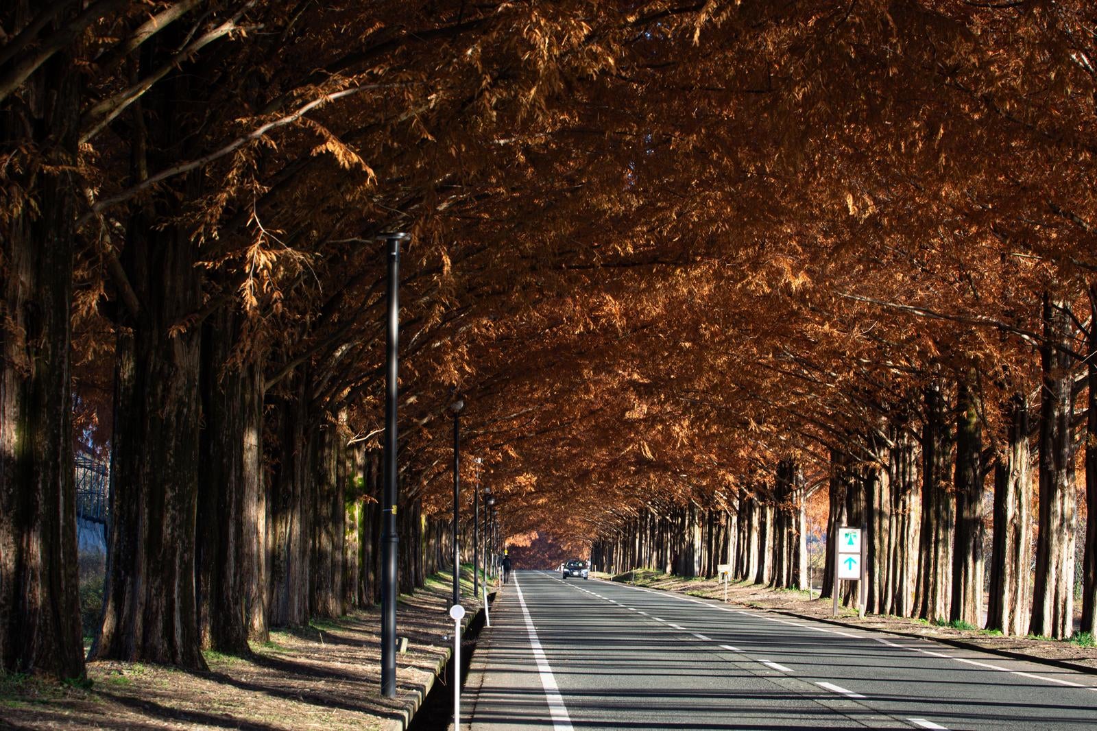 「紅葉アーチが続くマキノメタセコイア並木道」の写真