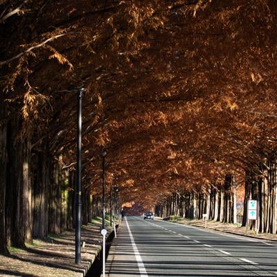 紅葉アーチが続くマキノメタセコイア並木道の写真