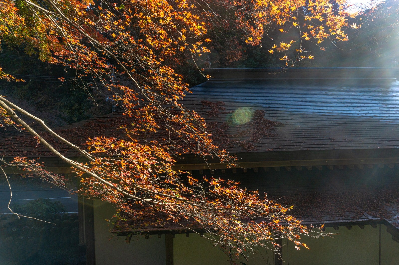 「屋根に降り積もる落ち葉と彩る紅葉」の写真