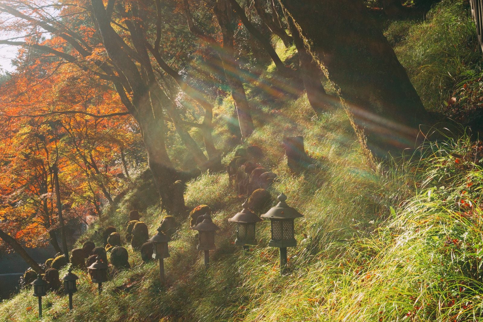 「朝日が降り注ぐ斜面に並ぶ灯篭や羅漢像と奥に見える紅葉の木々」の写真
