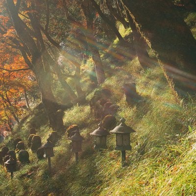 朝日が降り注ぐ斜面に並ぶ灯篭や羅漢像と奥に見える紅葉の木々の写真