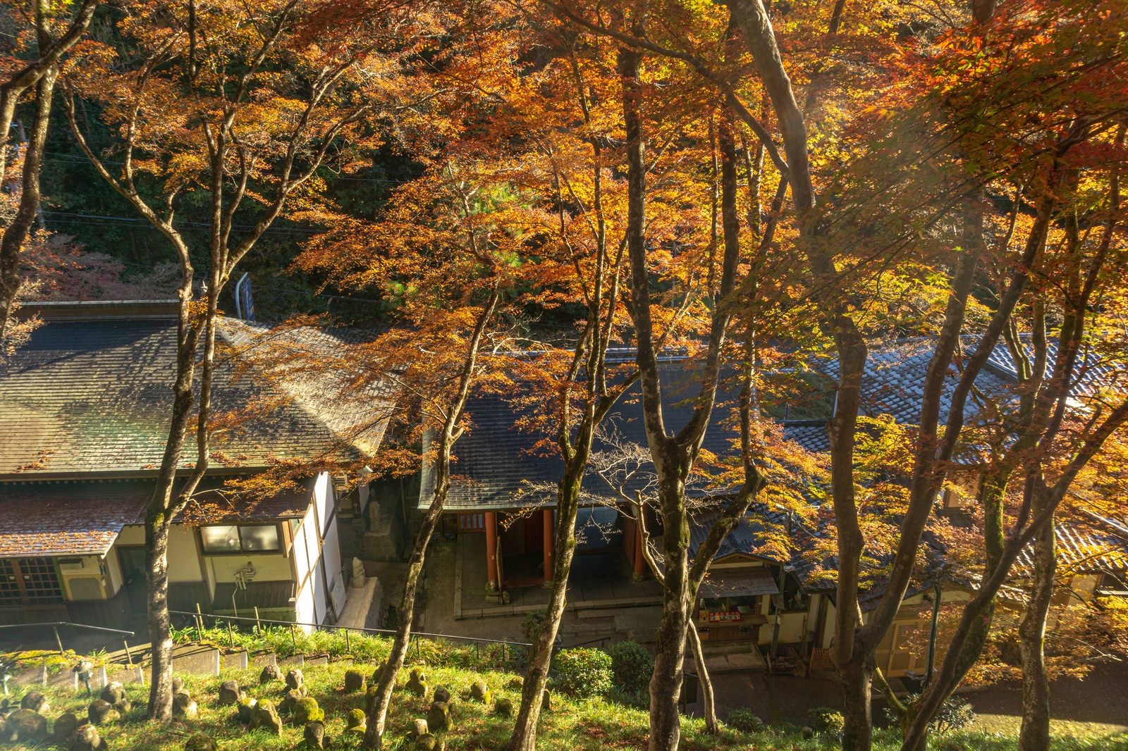 「地蔵堂から紅葉の木々越しに見下ろす仁王門」の写真