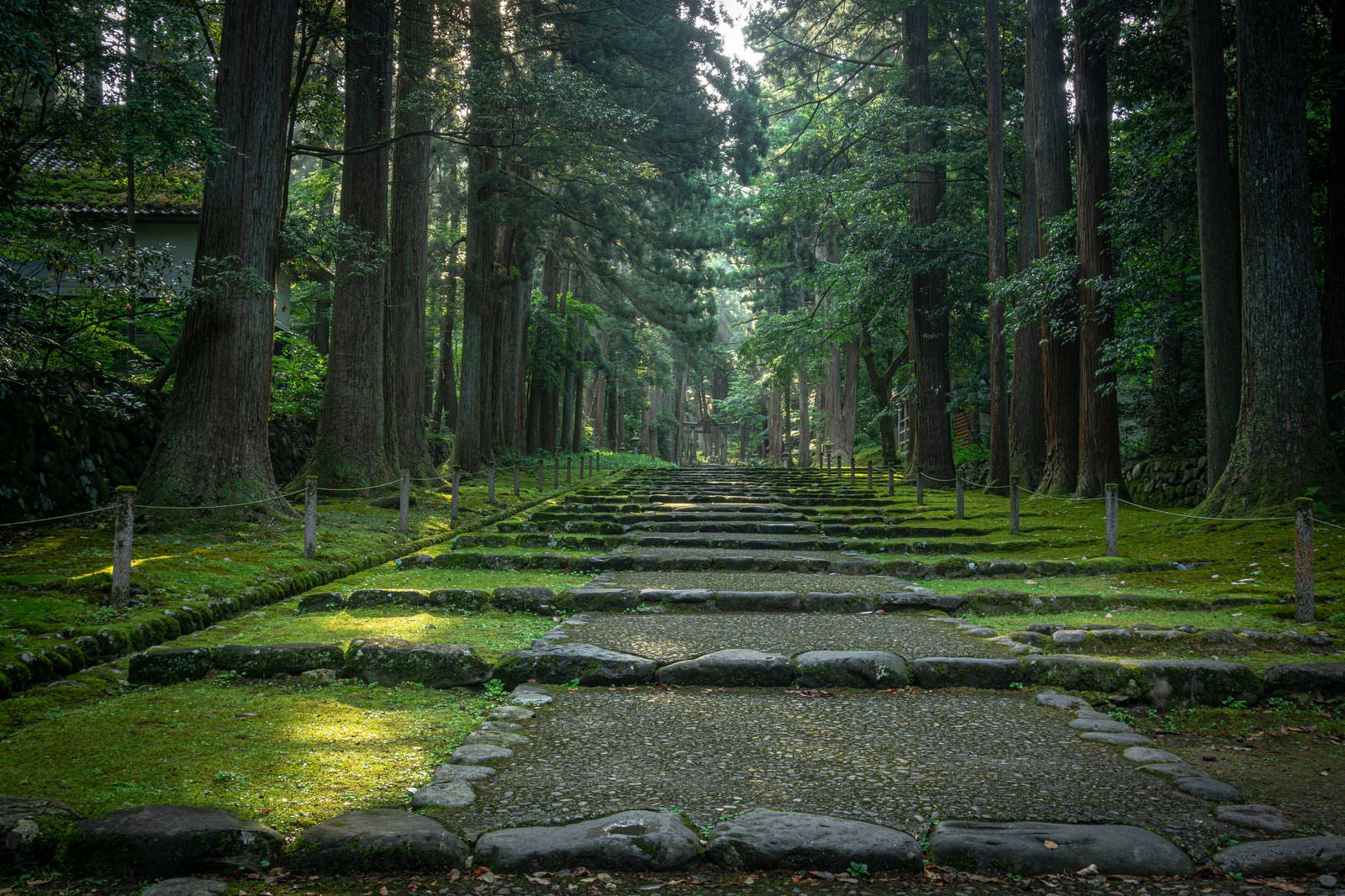 「朝の光が降る白山神社の参道」の写真