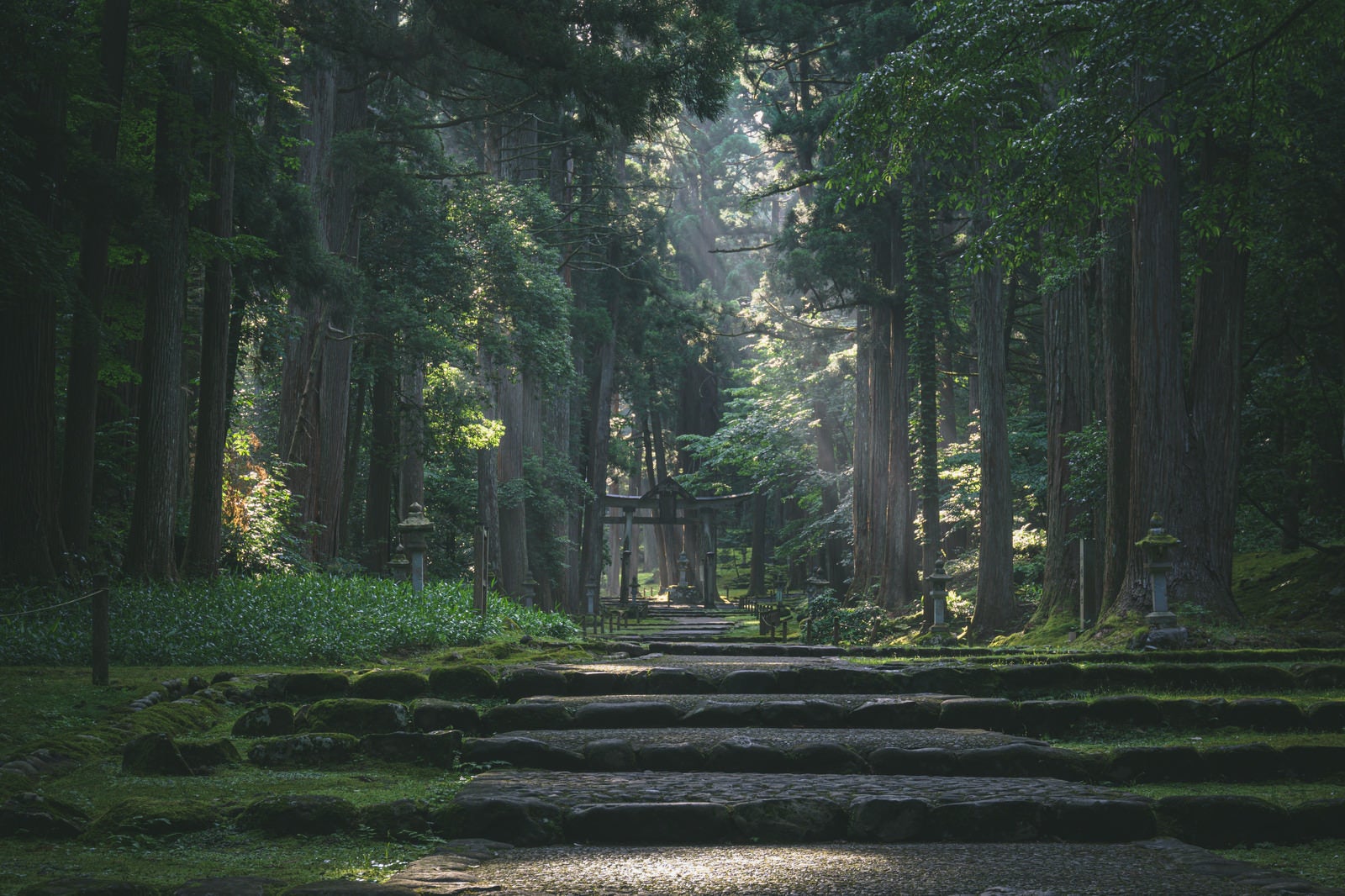 「参道脇に立ち並ぶ大きな杉の木から降り注ぐ朝の光」の写真