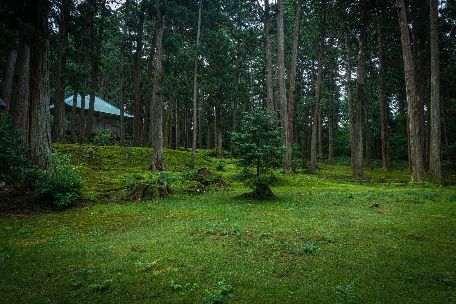 「苔宮とも呼ばれる平泉寺白山神社の境内に広がる苔と切り株から育つ若木」の写真
