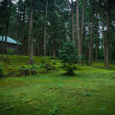 苔宮とも呼ばれる平泉寺白山神社の境内に広がる苔と切り株から育つ若木の写真