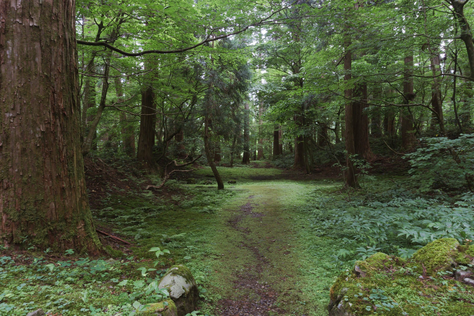 「参道脇の森へと続く道」の写真