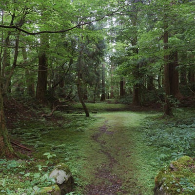 参道脇の森へと続く道の写真