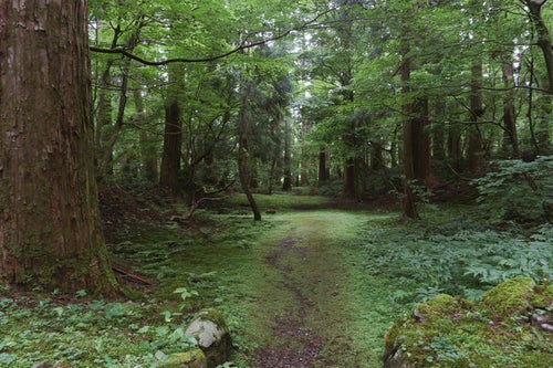 参道脇の森へと続く道の写真