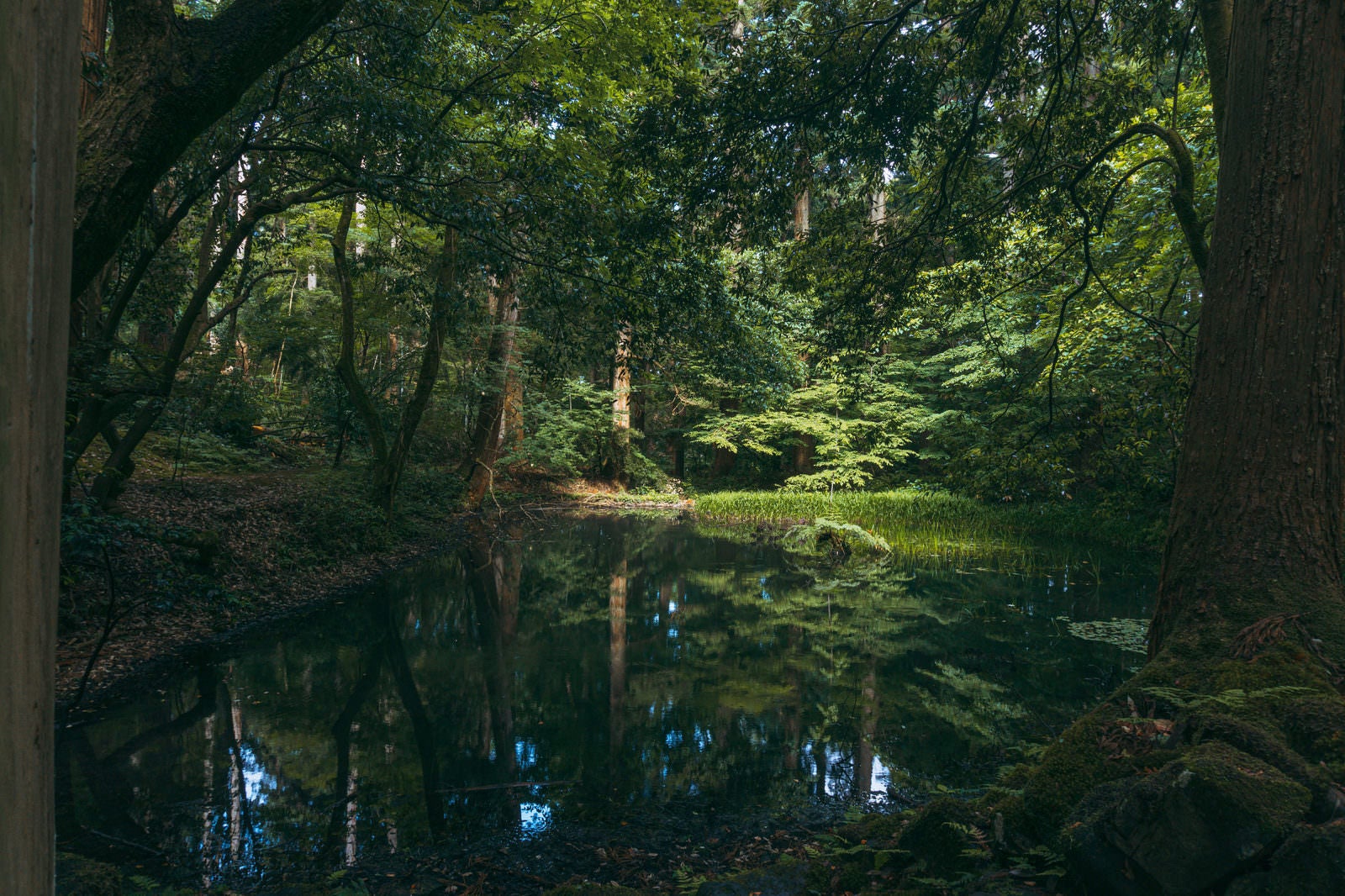 「池の面に周囲の木々を映し緑色に染まる御手洗池と影向岩（ようごういわ）」の写真