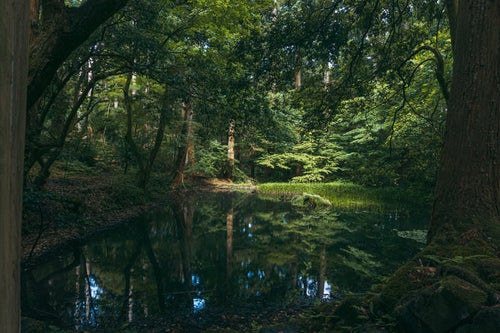 池の面に周囲の木々を映し緑色に染まる御手洗池と影向岩（ようごういわ）の写真