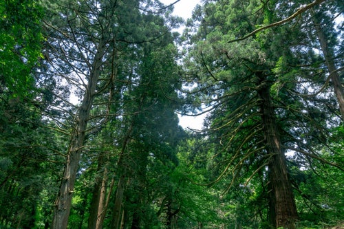 菩提林の脇に立ち大きな枝を広げる木々の写真