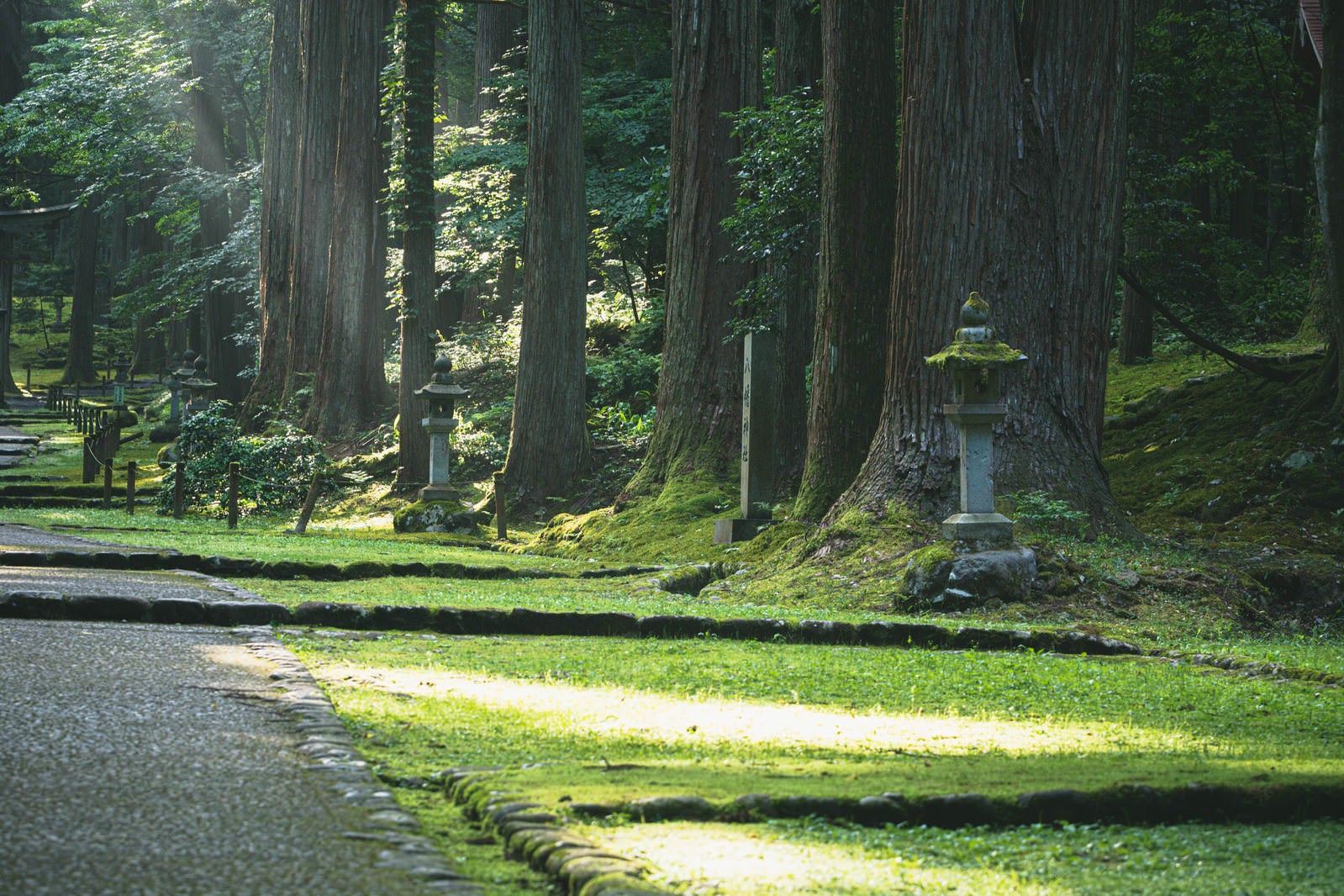 「朝の光が射し込む参道の脇に立ち並ぶ杉並木と石灯籠」の写真