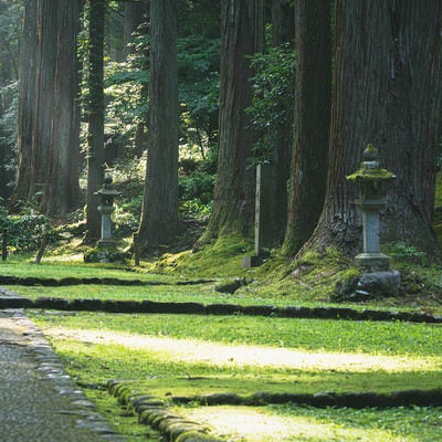 朝の光が射し込む参道の脇に立ち並ぶ杉並木と石灯籠の写真