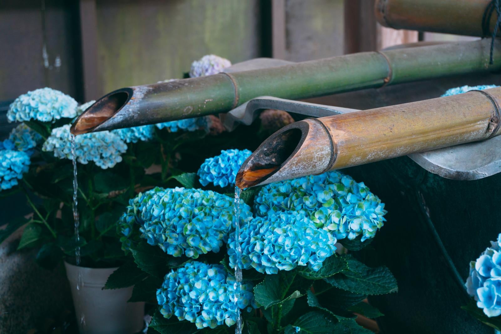 「紫陽花で彩られる長谷寺 梅雨の特別な時期に訪れるべき理由」の写真