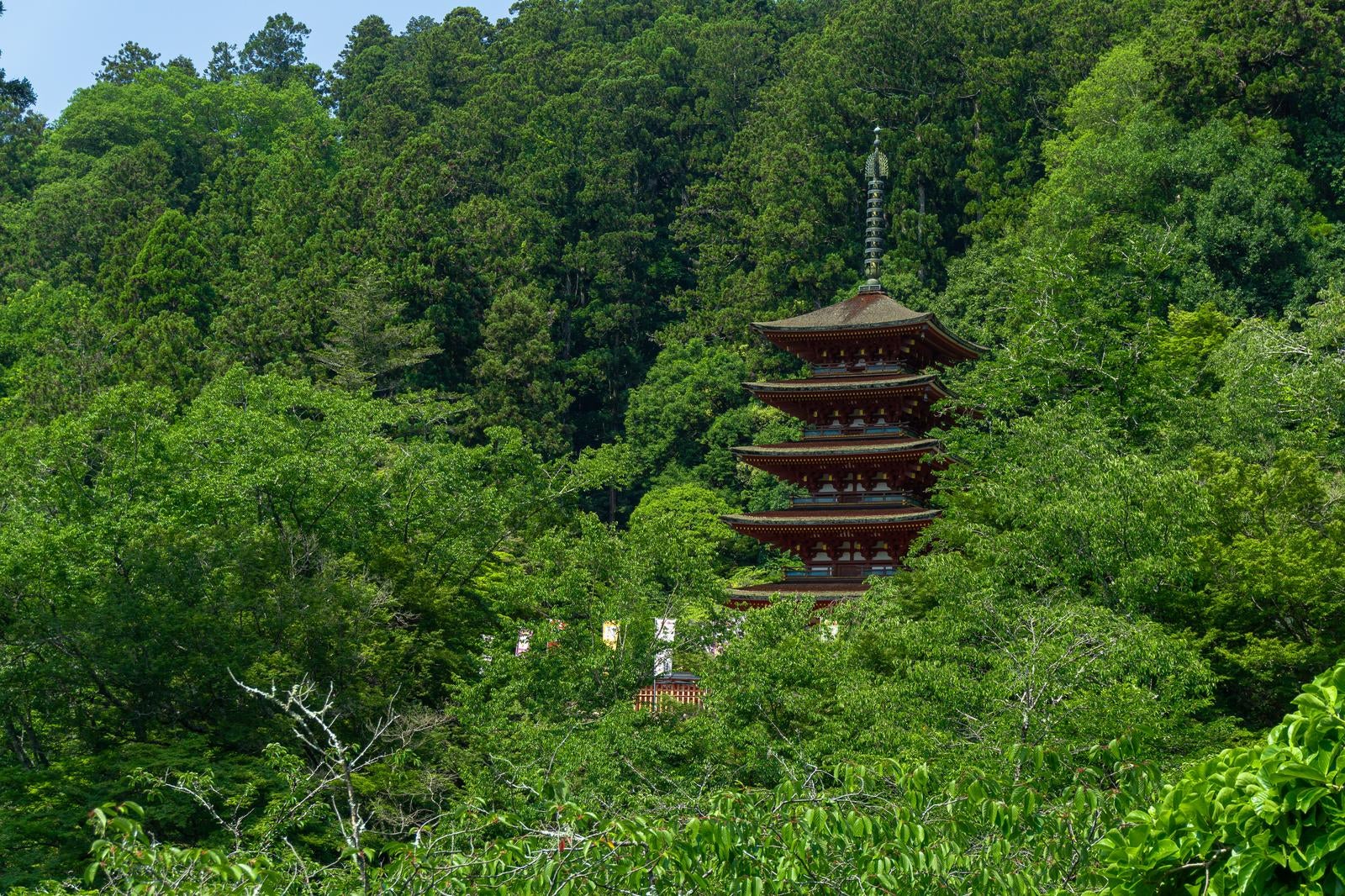 「新緑の中に映える美しい五重塔」の写真