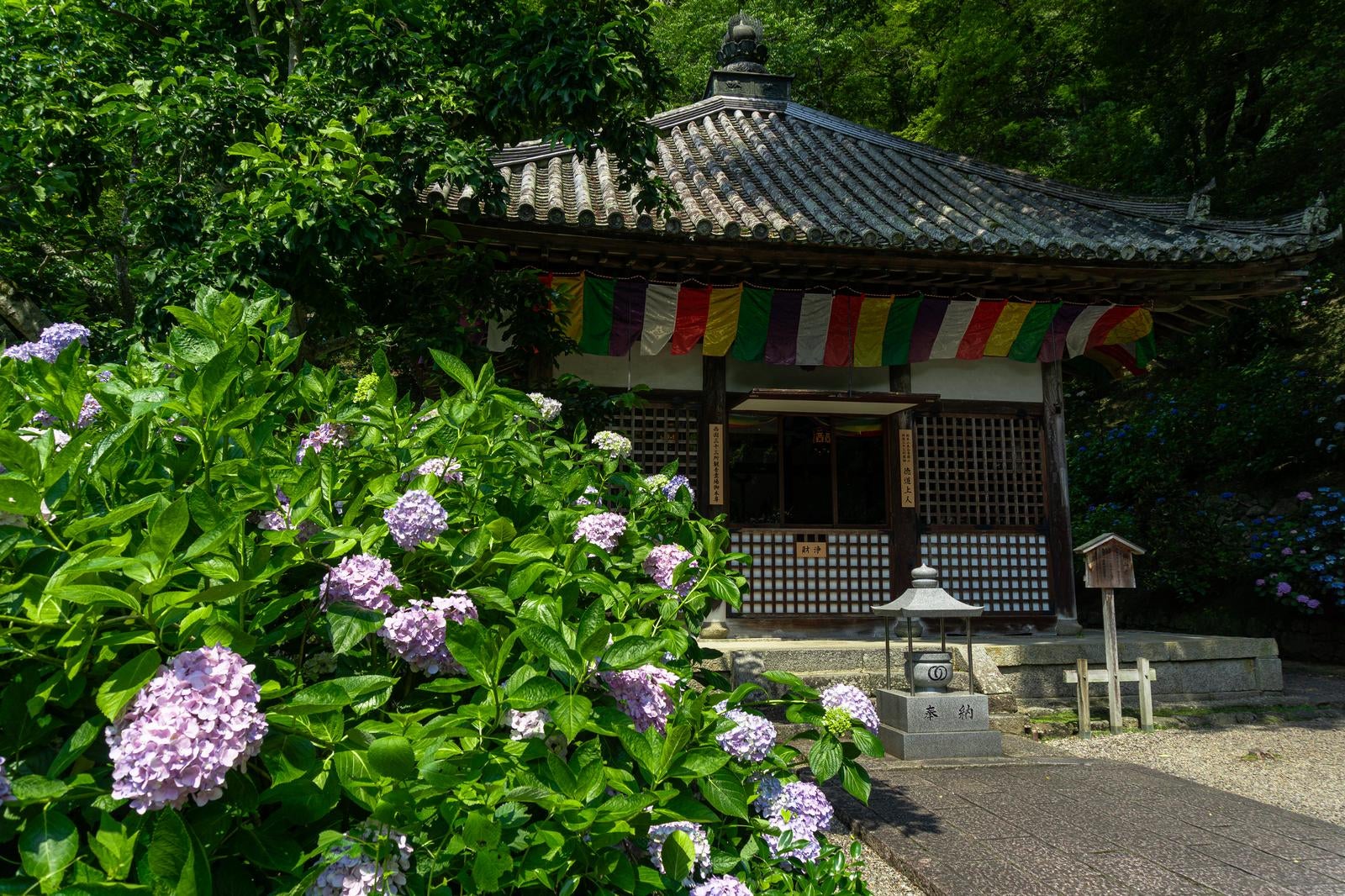 「長谷寺開山堂と紫陽花」の写真