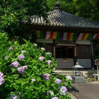 長谷寺開山堂と紫陽花の写真