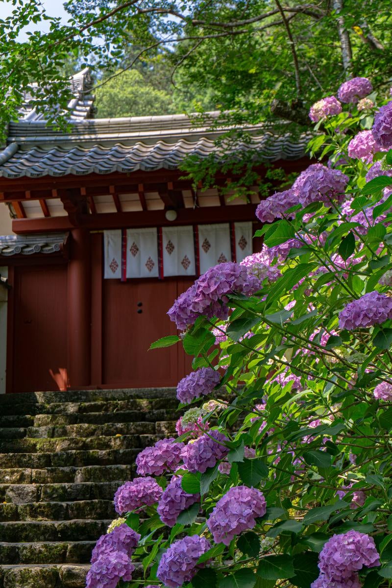 「閉ざされた朱色の門と紫陽花」の写真