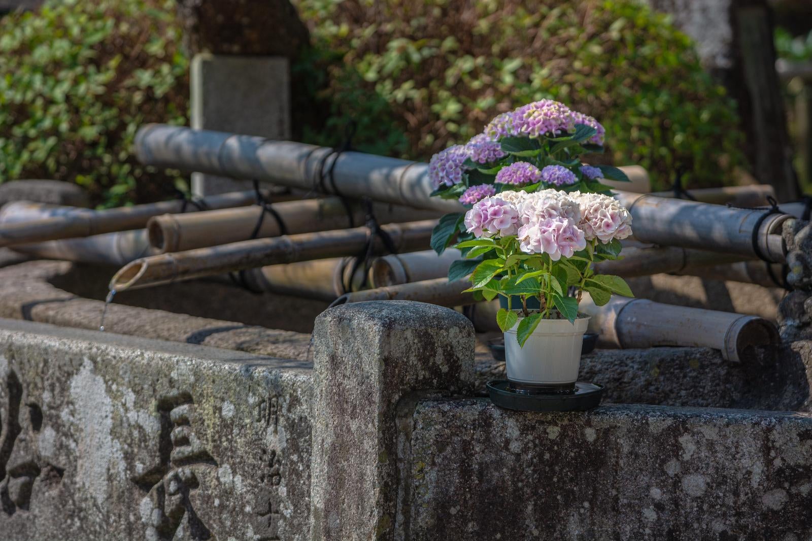 「手水場の紫陽花」の写真