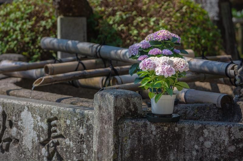 手水場の紫陽花の写真