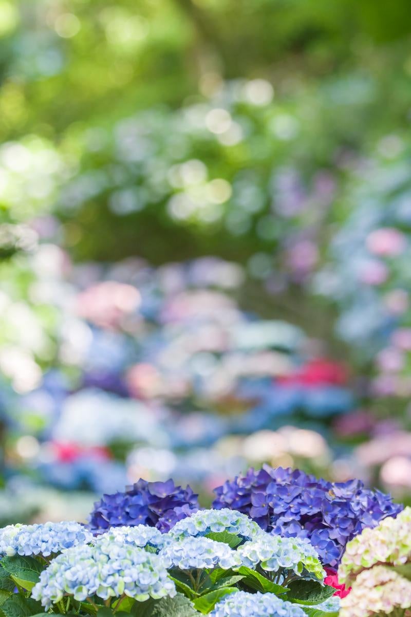 「長谷寺のカラフルな紫陽花」の写真