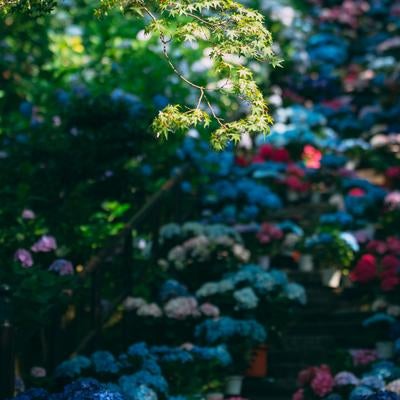 紫と青の長谷寺での紫陽花の写真
