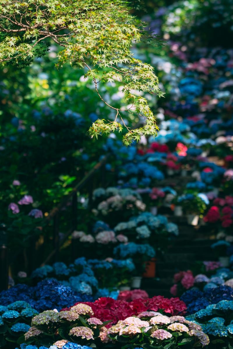 紫と青の長谷寺での紫陽花の写真