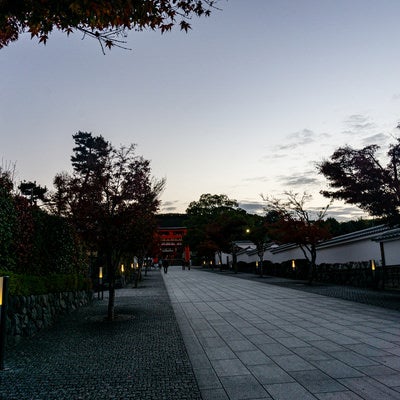 白み始めた東の空とまだ灯りが残る石畳の参道の写真