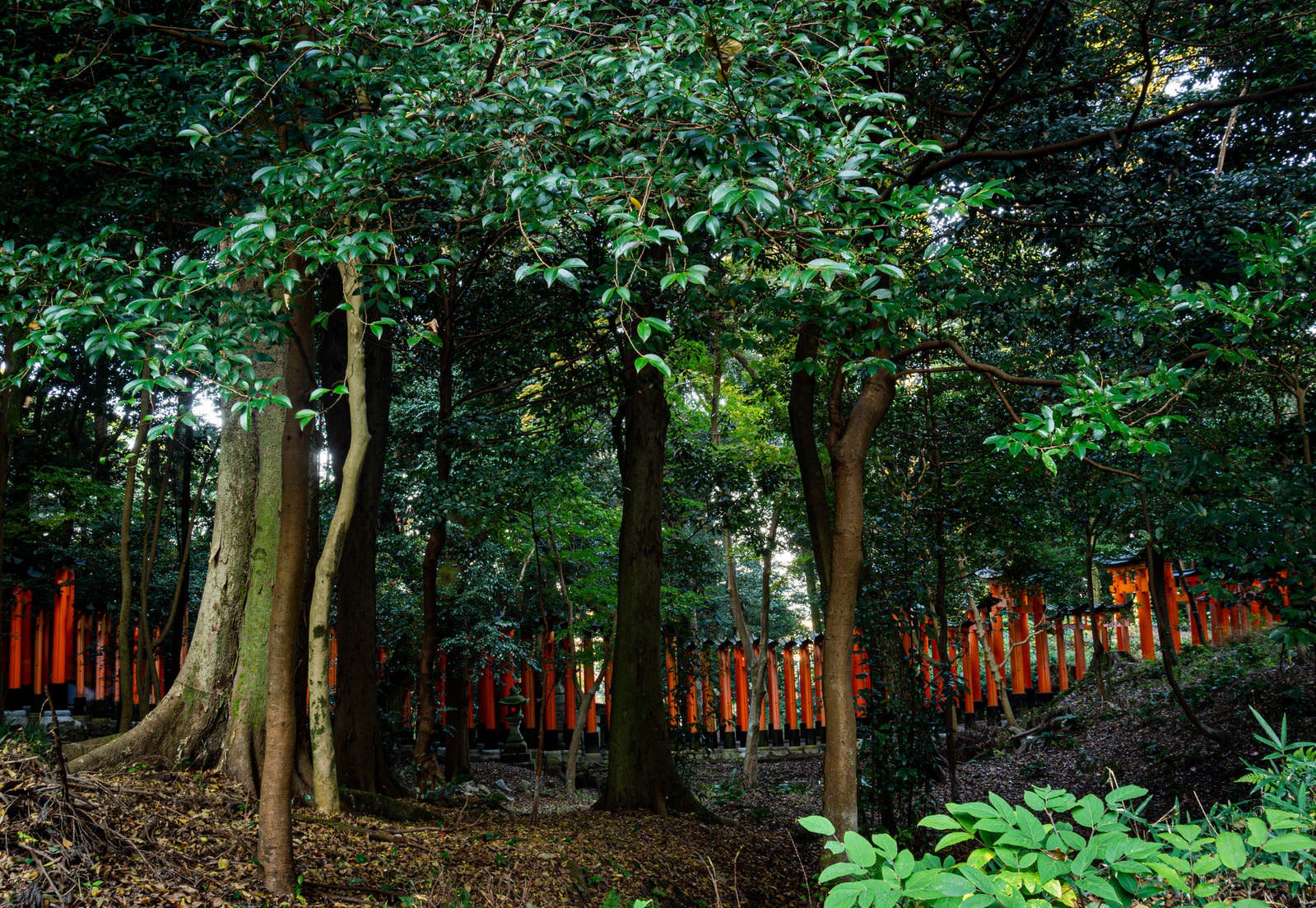 「緑の森の中に映える朱色の鳥居の連なり」の写真