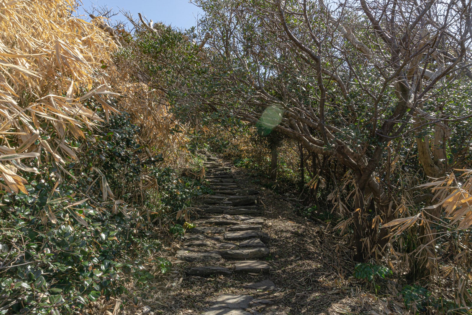 「雄島を周回する遊歩道の緩やかな階段」の写真