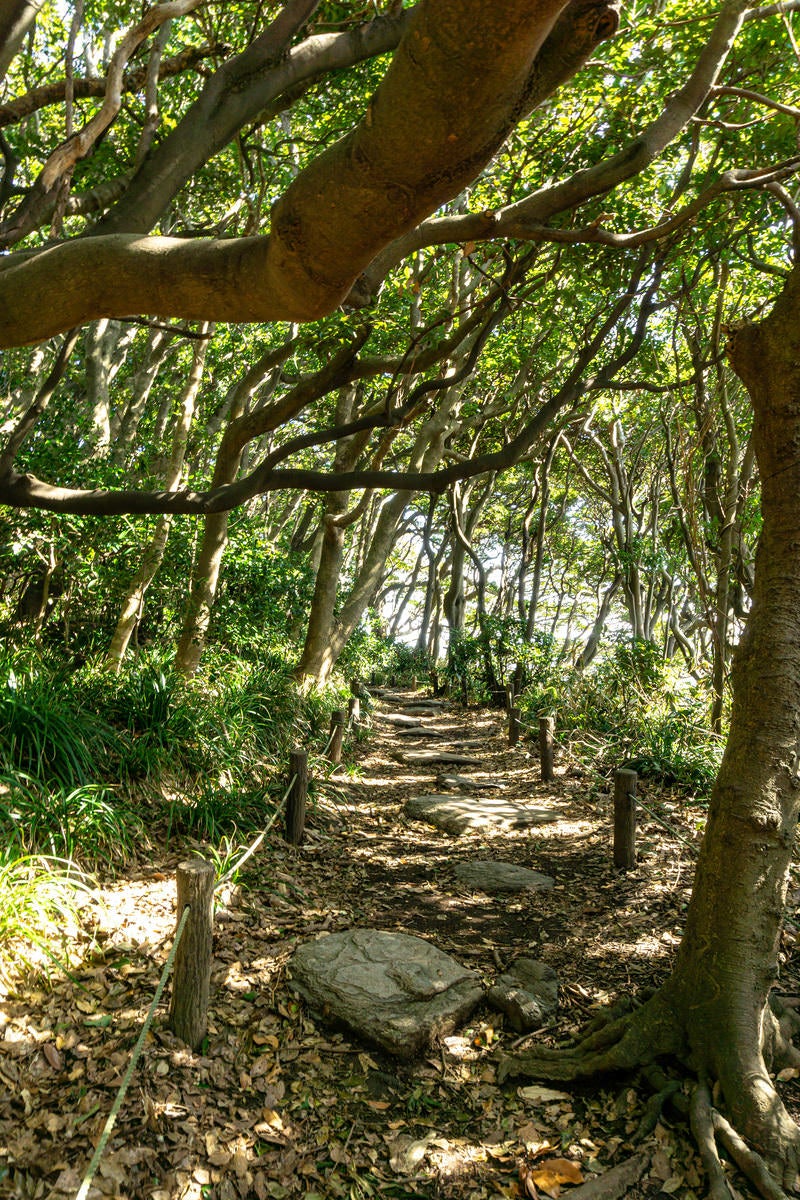 「ヤブニッケイの森の中を進む遊歩道」の写真