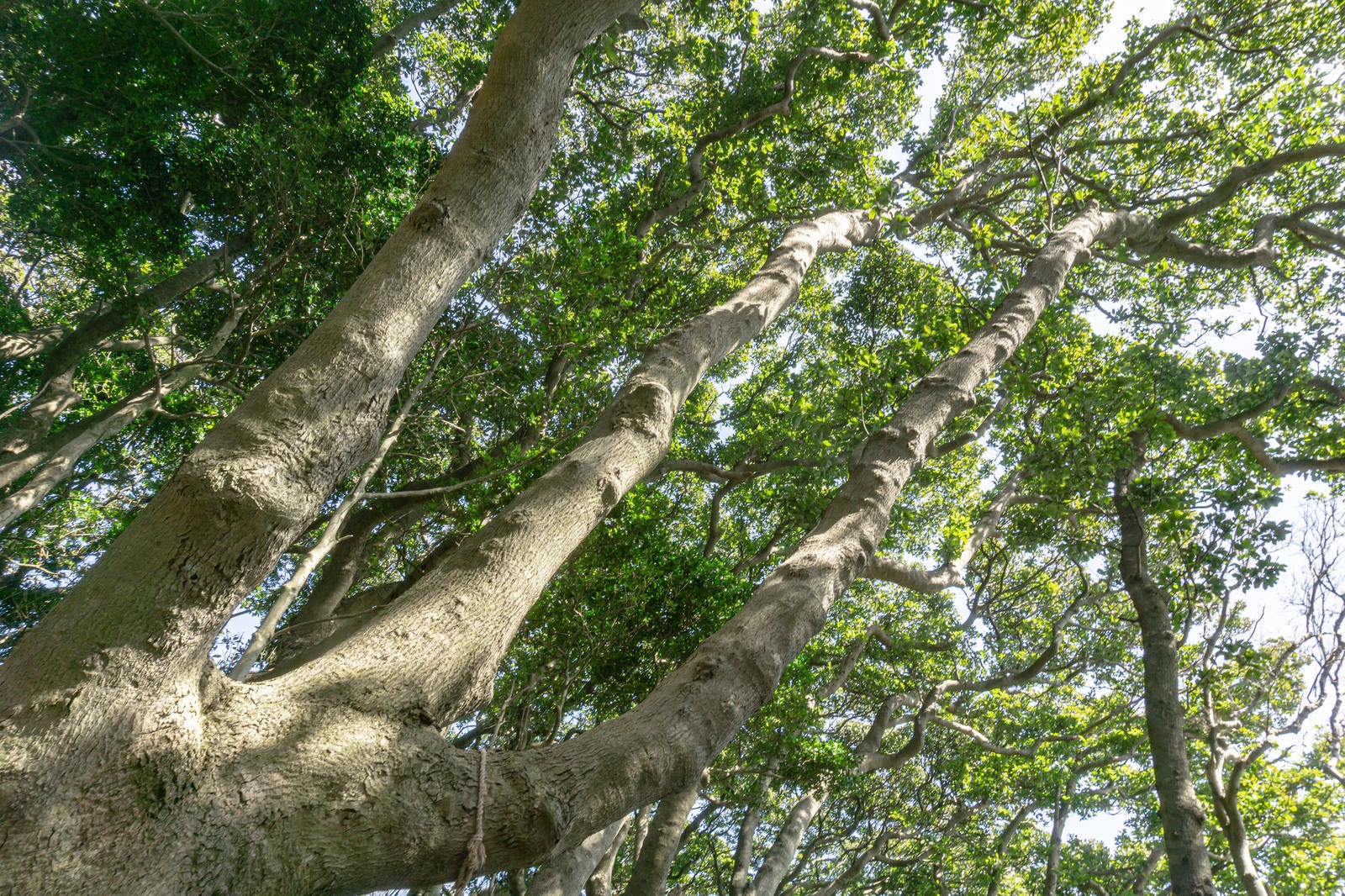 「クラウンシャイネス現象がみられる雄島の遊歩道を覆う木々の枝葉」の写真