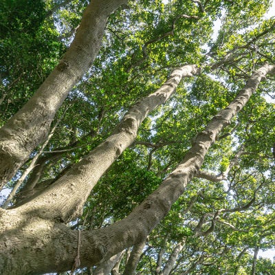 クラウンシャイネス現象がみられる雄島の遊歩道を覆う木々の枝葉の写真
