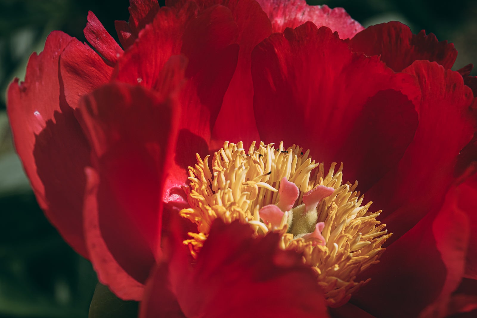 「香りを求め芍薬の花を覗きこむ」の写真