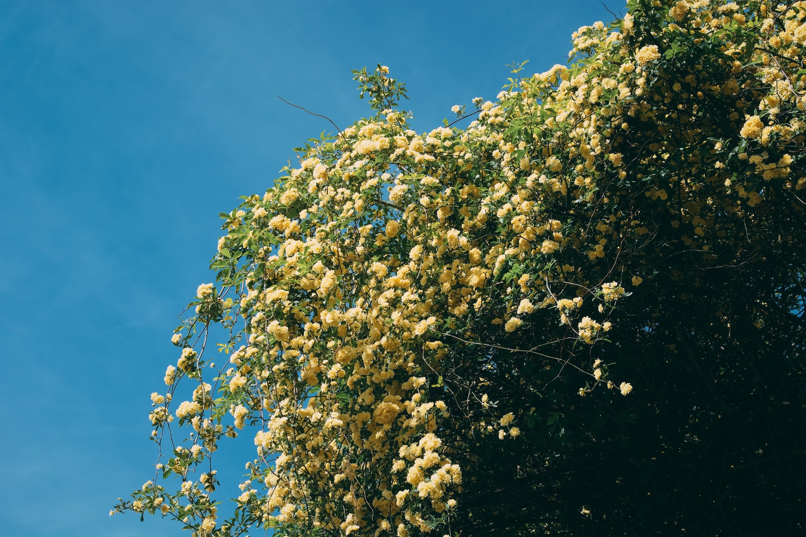 「青空に映える木香薔薇（モッコウバラ）」の写真