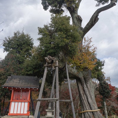 大沢池天神島に建てられている菅原道真公をお祀りする朱色の祠と台風（2018年）で無残な姿になってしまったご神木の写真