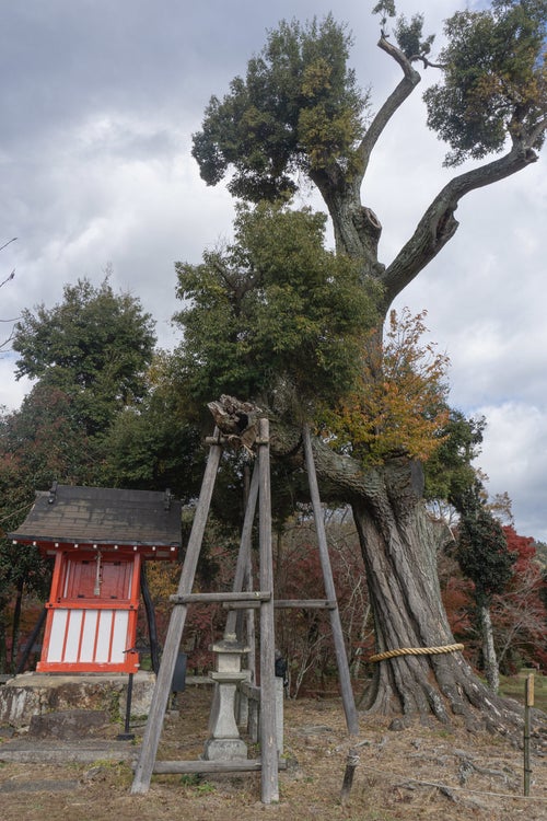 大沢池天神島に建てられている菅原道真公をお祀りする朱色の祠と台風（2018年）で無残な姿になってしまったご神木の写真