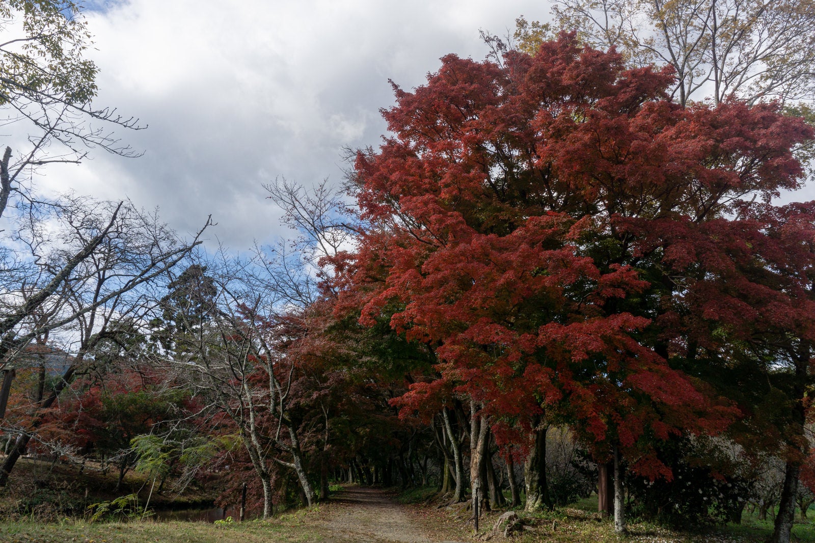 「色鮮やかな紅葉の木々がトンネルを作る大沢池のもみじロード」の写真