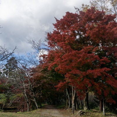 色鮮やかな紅葉の木々がトンネルを作る大沢池のもみじロードの写真