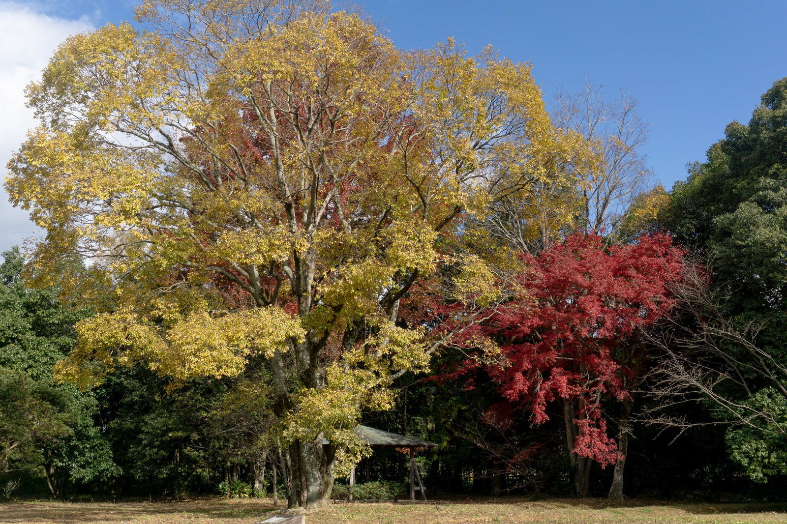 「小さなあずまやを囲む色とりどりの木々」の写真