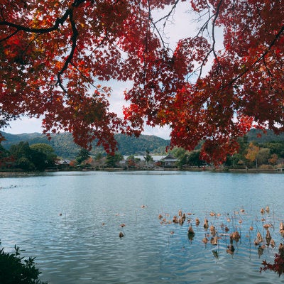 日本最古の人口の庭池である大沢池のほとりから紅葉のすだれ越しに大覚寺のお堂エリアを見るの写真